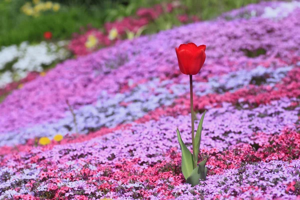 Bello tulipano fiorito — Foto Stock