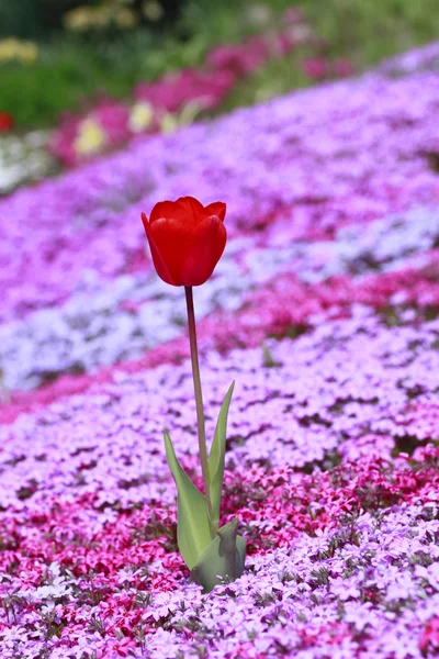 Hermoso tulipán floreciente — Foto de Stock