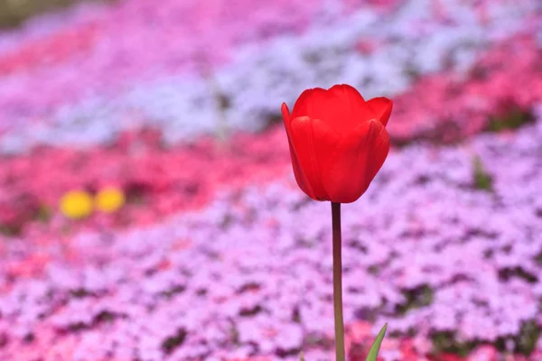 Bello tulipano fiorito — Foto Stock