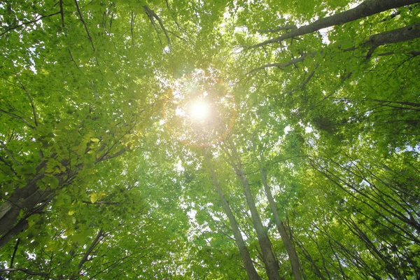 太陽ビームと緑の葉 — ストック写真
