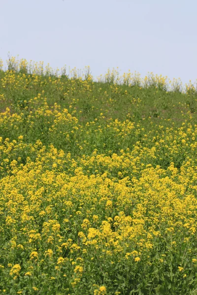 Flor de colza amarilla — Foto de Stock