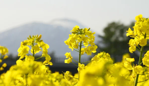 Champ de colza, cultures de canola et mont Iwate — Photo