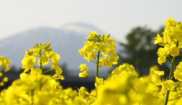 tecavüz alan, kanola bitkileri ve mt.iwate