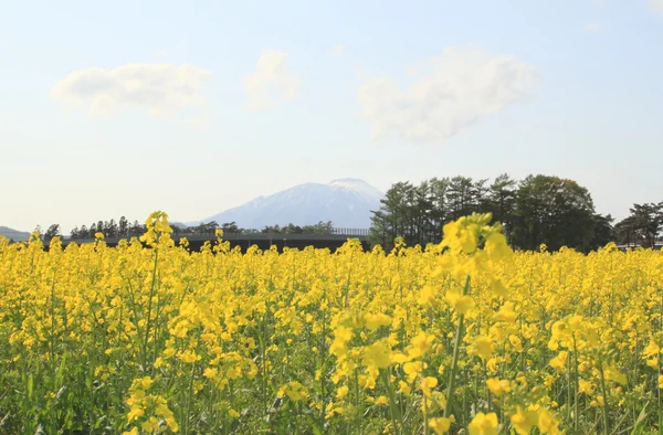 강간 필드, 카 놀라 작물 및 Mt.Iwate — 스톡 사진