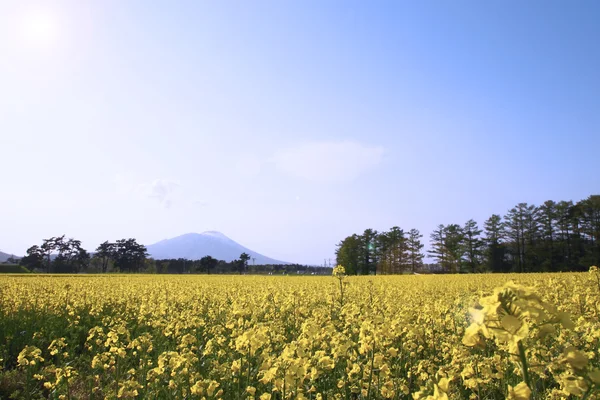 Pole řepka, řepky plodin a mt.iwate — Stock fotografie