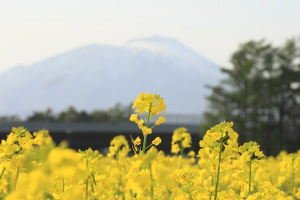 강간 필드, 카 놀라 작물 및 Mt.Iwate — 스톡 사진