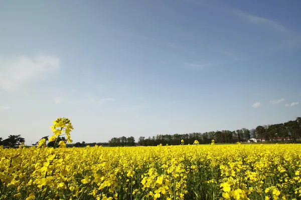 Rapsfeld, Rapspflanzen — Stockfoto