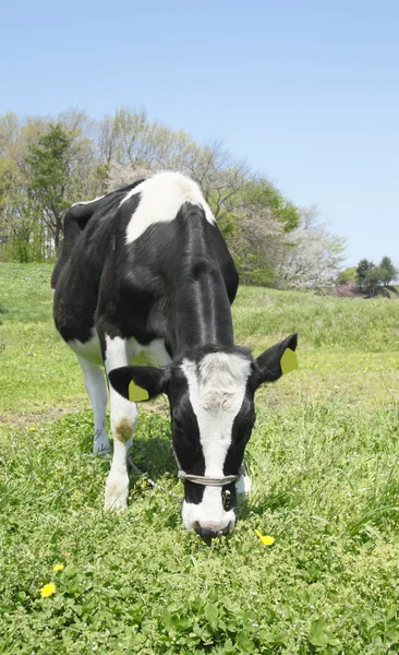 Kuh auf dem Feld — Stockfoto