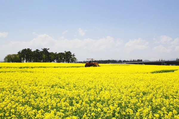 stock image Rapeseed field and tractor