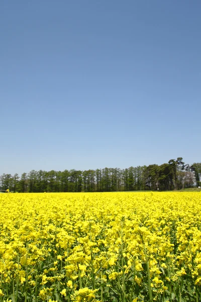Campo de violación, cultivos de canola en el cielo azul — Foto de Stock