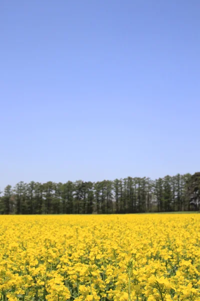 Rapsfeld, Rapspflanzen am blauen Himmel — Stockfoto