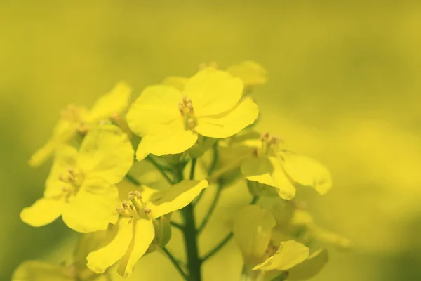 春に黄色い菜の花が咲き — ストック写真