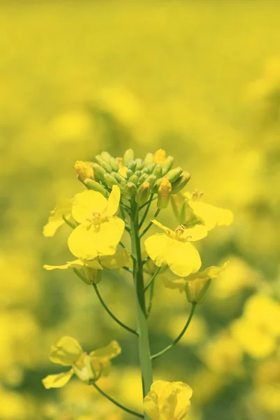 Yellow rapeseed flower in bloom during spring — Stock Photo, Image