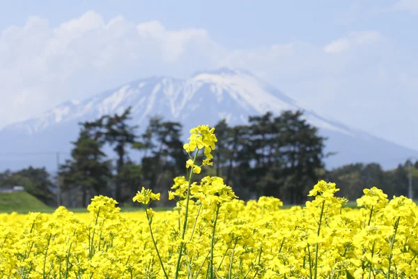 Mt. Iwate and Rape field, canola crops — Stock Photo, Image