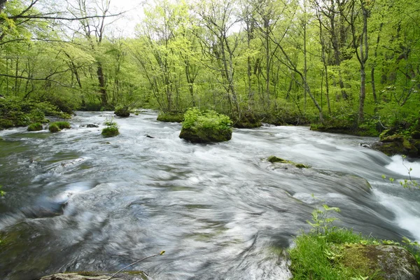 stock image Oirase stream in spring