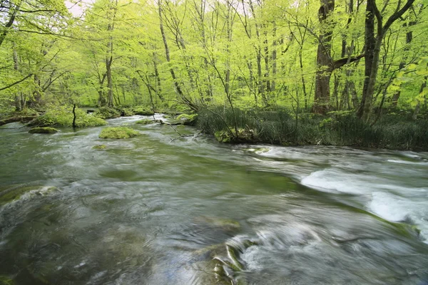 stock image Oirase stream in spring