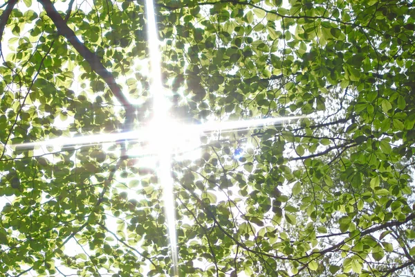 Rayos de sol y hojas verdes —  Fotos de Stock