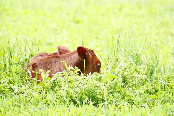 Коричнева корова на полі — стокове фото