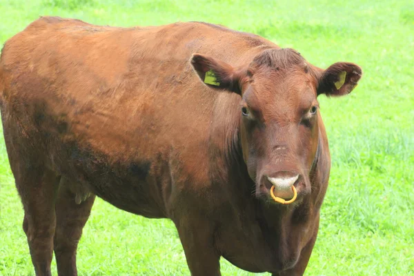 De bruine koe op het veld — Stockfoto