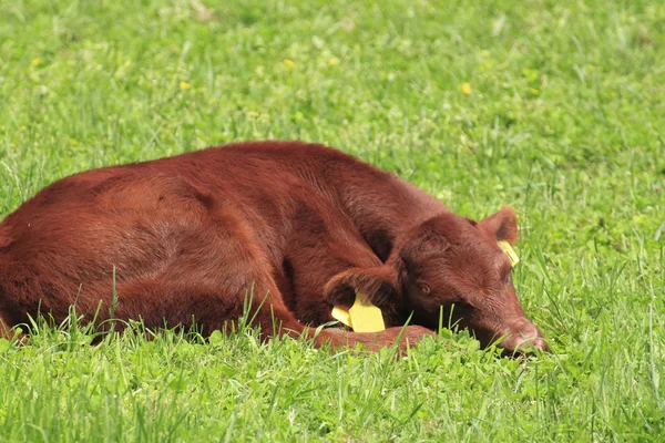 Die braune Kuh auf dem Feld — Stockfoto