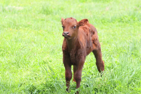 Коричневая корова на поле — стоковое фото