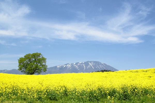 Campo de estupro, culturas de canola no céu azul — Fotografia de Stock