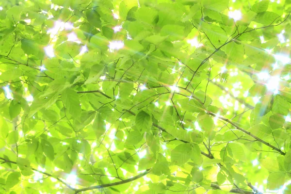 Beech canopy — Stock fotografie