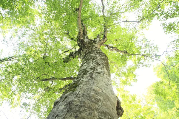 母亲树在白神山地 — 图库照片