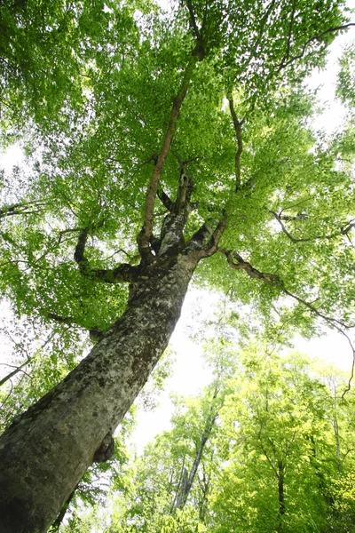 Árbol madre en Shirakami-Sanchi —  Fotos de Stock