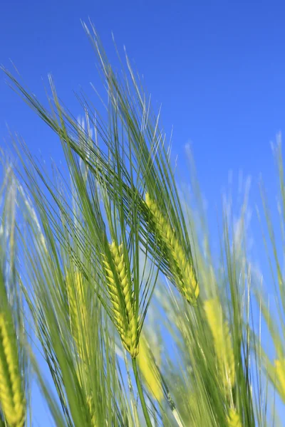 Pole pszenicy przeciw błękitne niebo — Zdjęcie stockowe