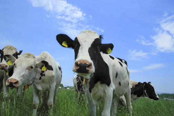 Koe in het veld — Stockfoto
