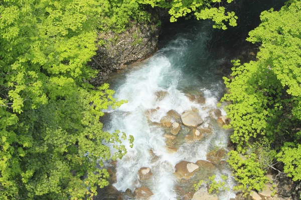 Verse groene en rivier — Stockfoto