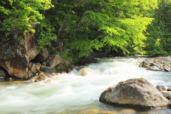 stock image Fresh green and stream