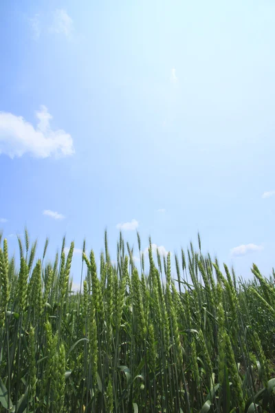 Pole pszenicy z błękitnym niebem — Zdjęcie stockowe