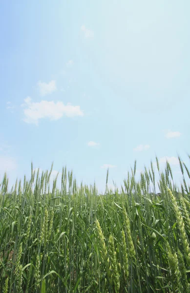Pole pszenicy z błękitnym niebem — Zdjęcie stockowe