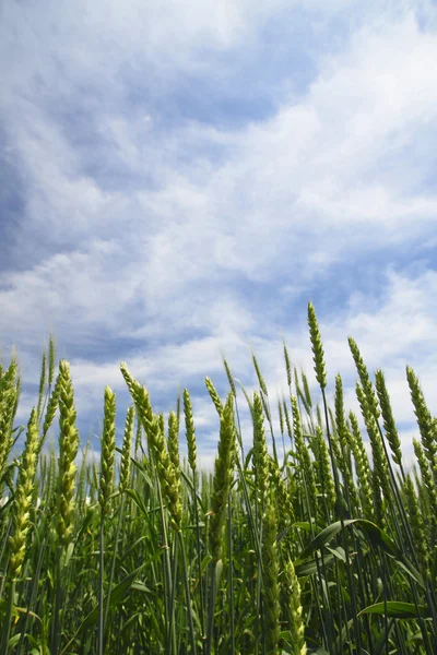 Mavi gökyüzü olan buğday tarlası — Stok fotoğraf