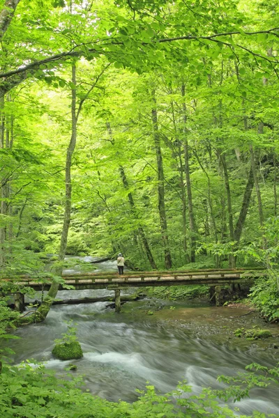 stock image Oirase stream in summer