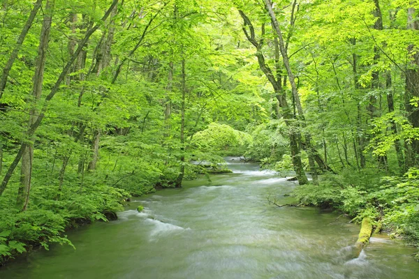 stock image Oirase stream in summer