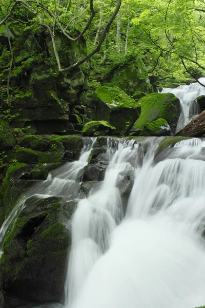 stock image Oirase stream in summer