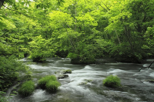 stock image Oirase stream in summer