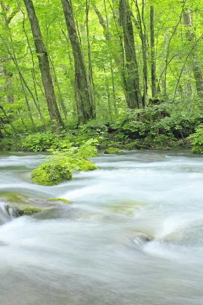 stock image Oirase stream in summer