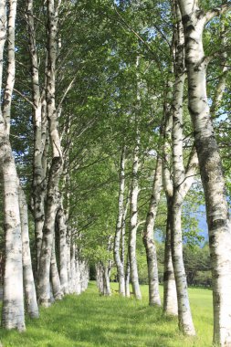 Betula platyphylla (fresh green )