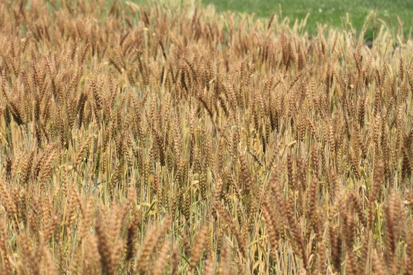 stock image Fields of wheat