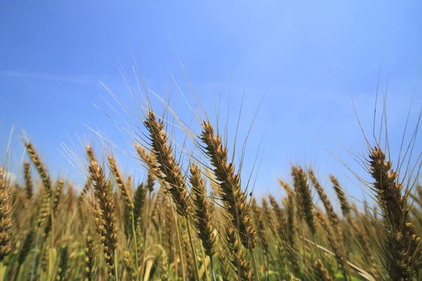 Buğday tarlası ve mavi gökyüzü — Stok fotoğraf