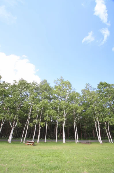 stock image Fresh green and blue sky