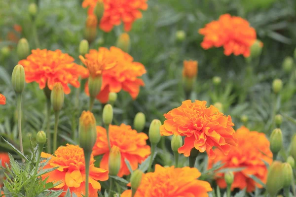 stock image Marigold flower background