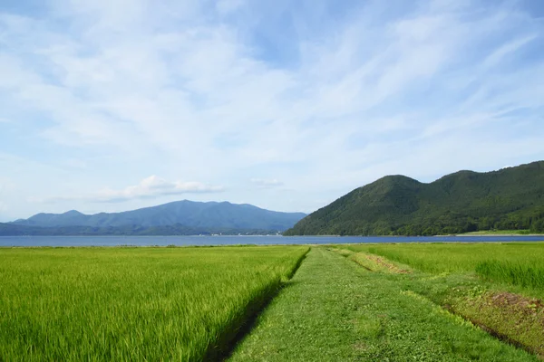 stock image Ear of rice and lake