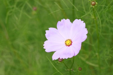 cosmos Pembe çiçek