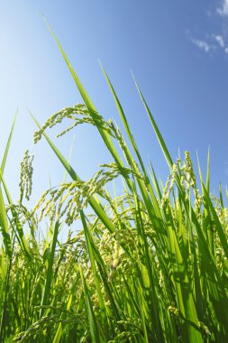 Landscape of rice field with blue sky clipart
