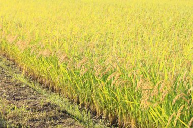 Pirinç tarlası manzarası